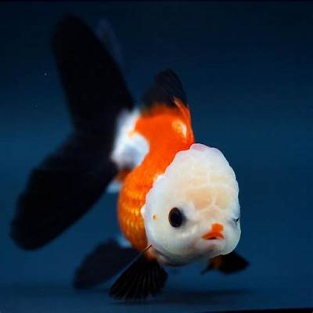ikan hias koki goldfish oranda panda size S good quality