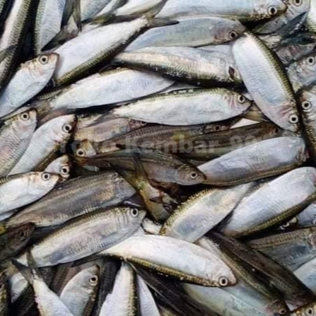 Ikan Sarden Segar Ikan Sarden 1Kg
