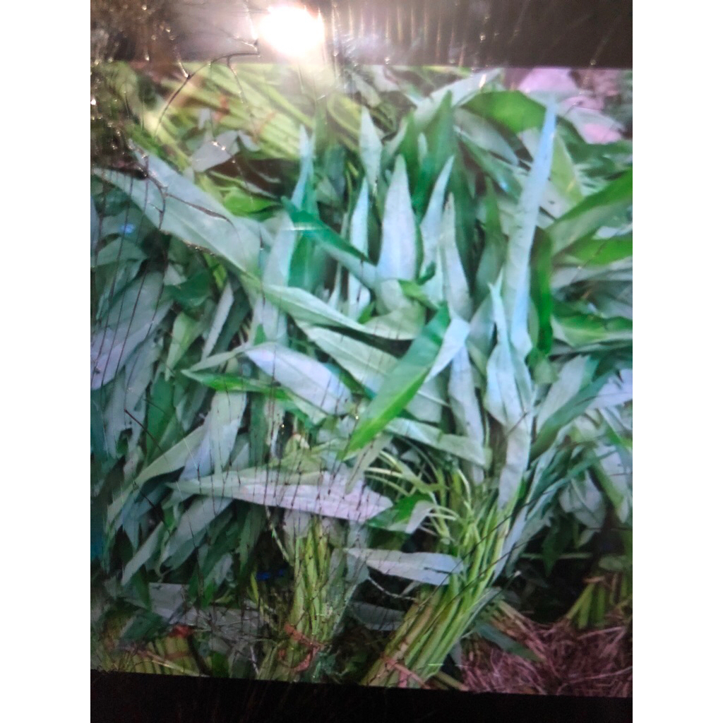 

sayur kangkung per ikat