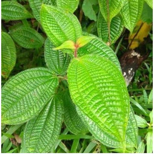 

DAUN HARENONG BULU 100LEMBAR