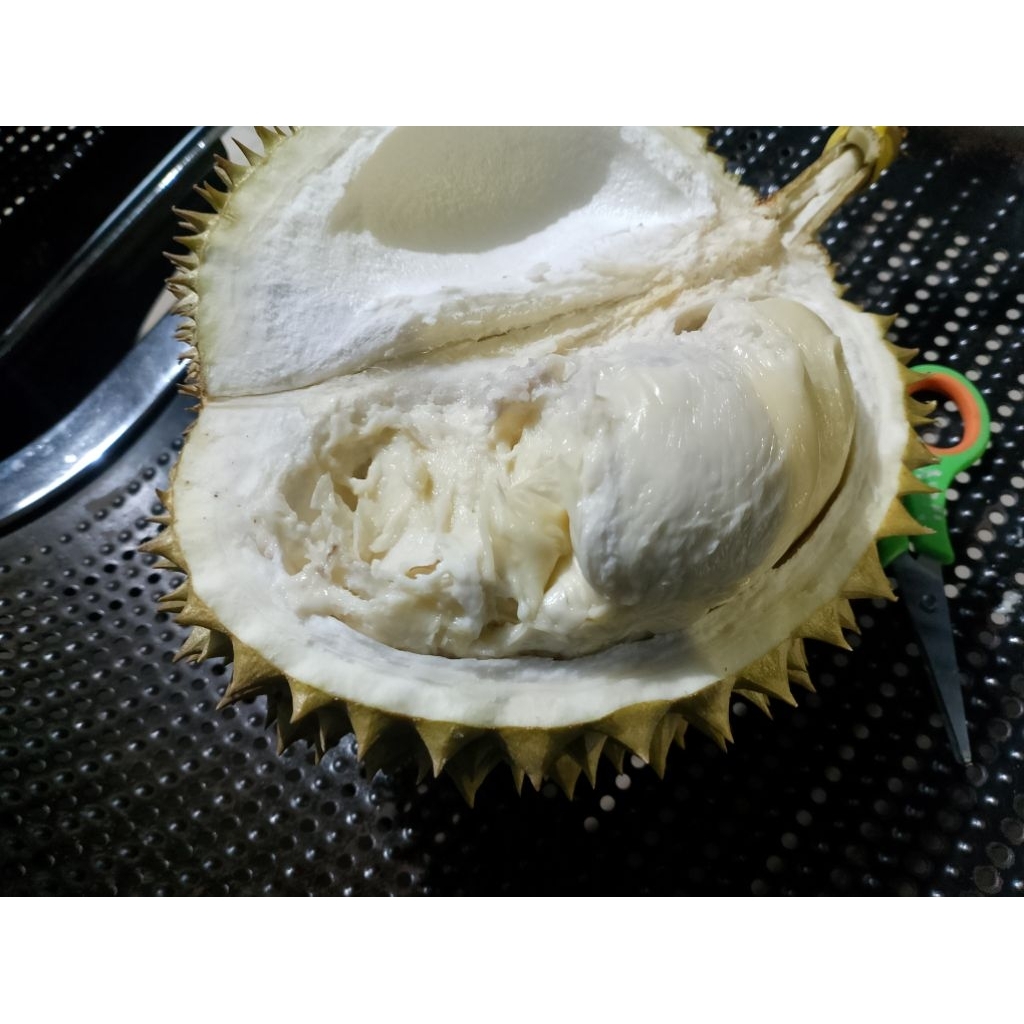 

Duren lokal Mateng pohon, ukuran mini 850gram