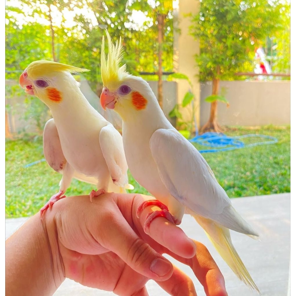 

Promo 2 telur fertil burung Australi Falk Lutino siap ditetaskan