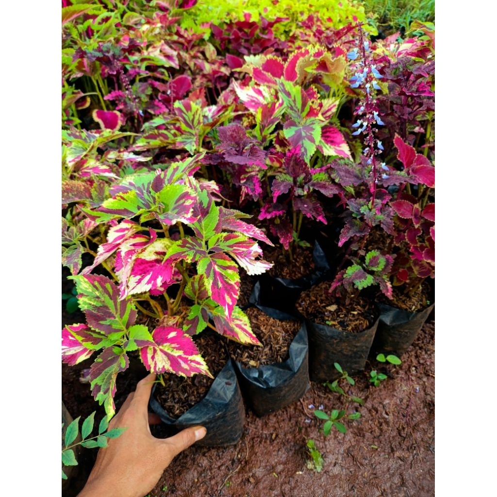 Tanaman Hias Miana Sultan - Pohon Miana Sultan - Miana Cantik