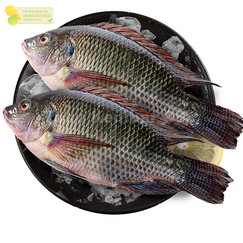 

Ikan Jaer Ikan Nila Hitam Segar Konsumsi 1Kg