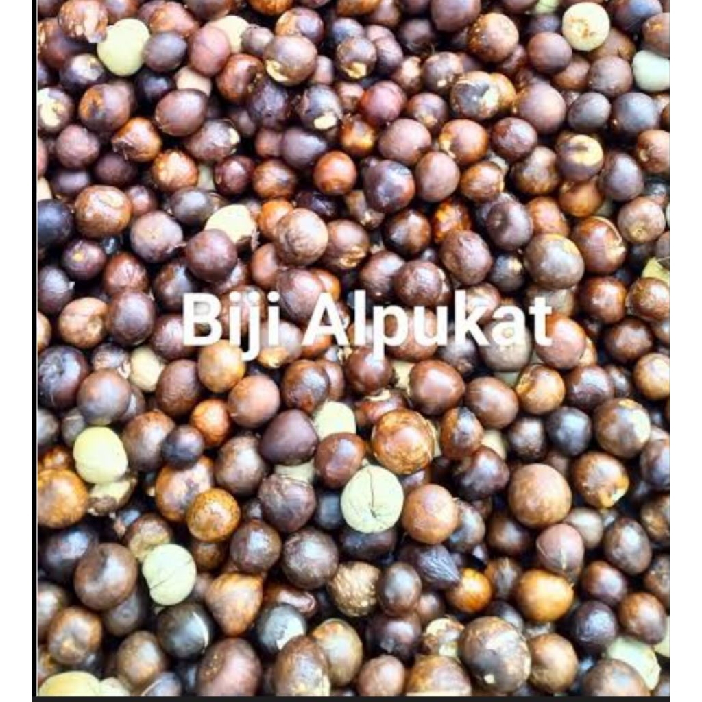 biji alpukat mentega siap semai 1kg