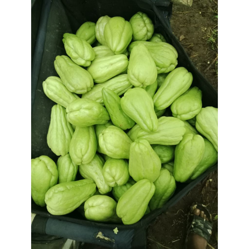 

baby labu siam segar 1kg