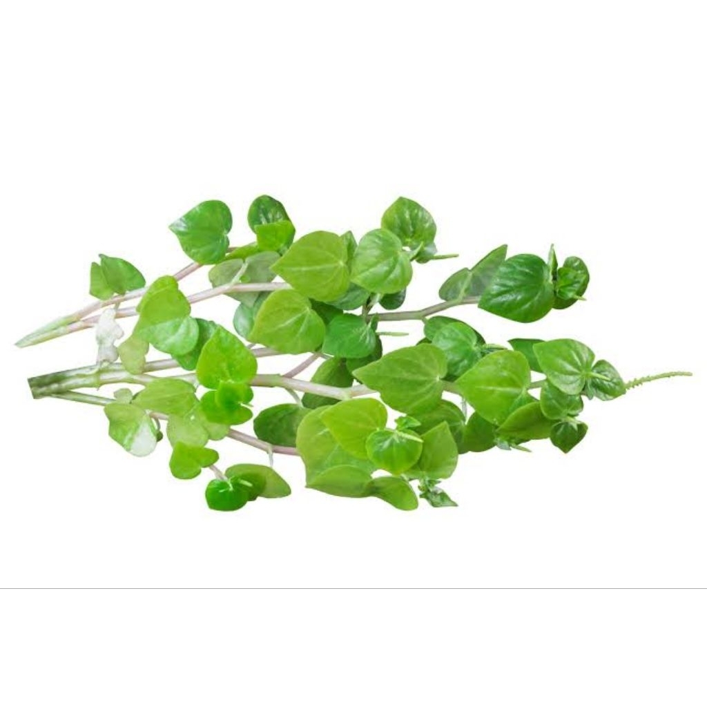 

Sirih China / tumpang air