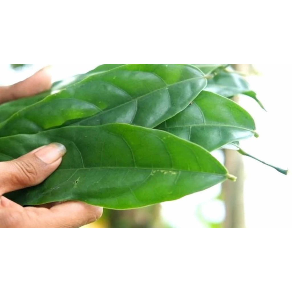 

Daun hantap segar 250 gr