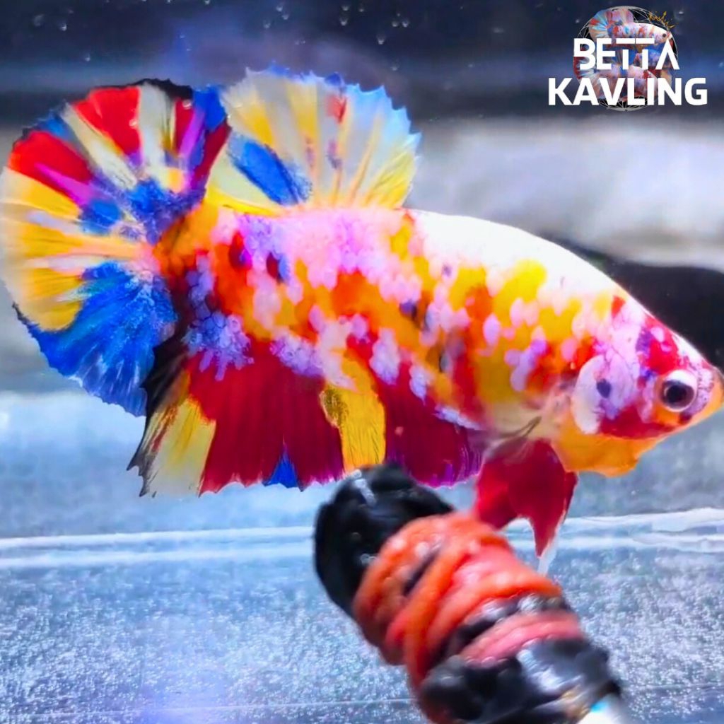 pet aquatic fighter - multicolour yellow base