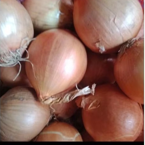 

bawang bombay 500gram