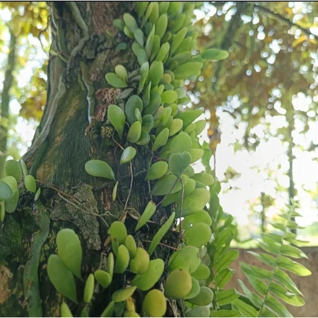 

Daun sisik naga segar 250 gr