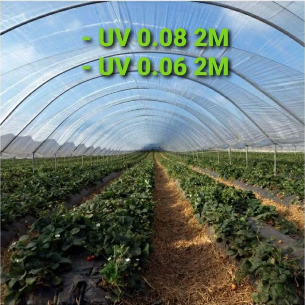 plastik UV lebar 2 meter murah