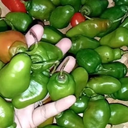 

Cabe Gendot VIRAL 500 gr langsung petik dari kebun