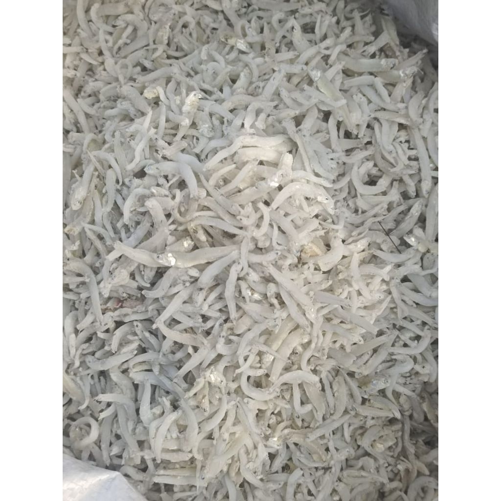 

Teri Toge Jumbo Medan Asli teri nya kasar