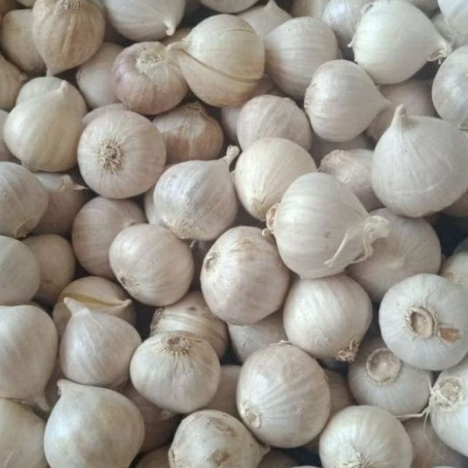 

bawang tunggal lanang 1kg