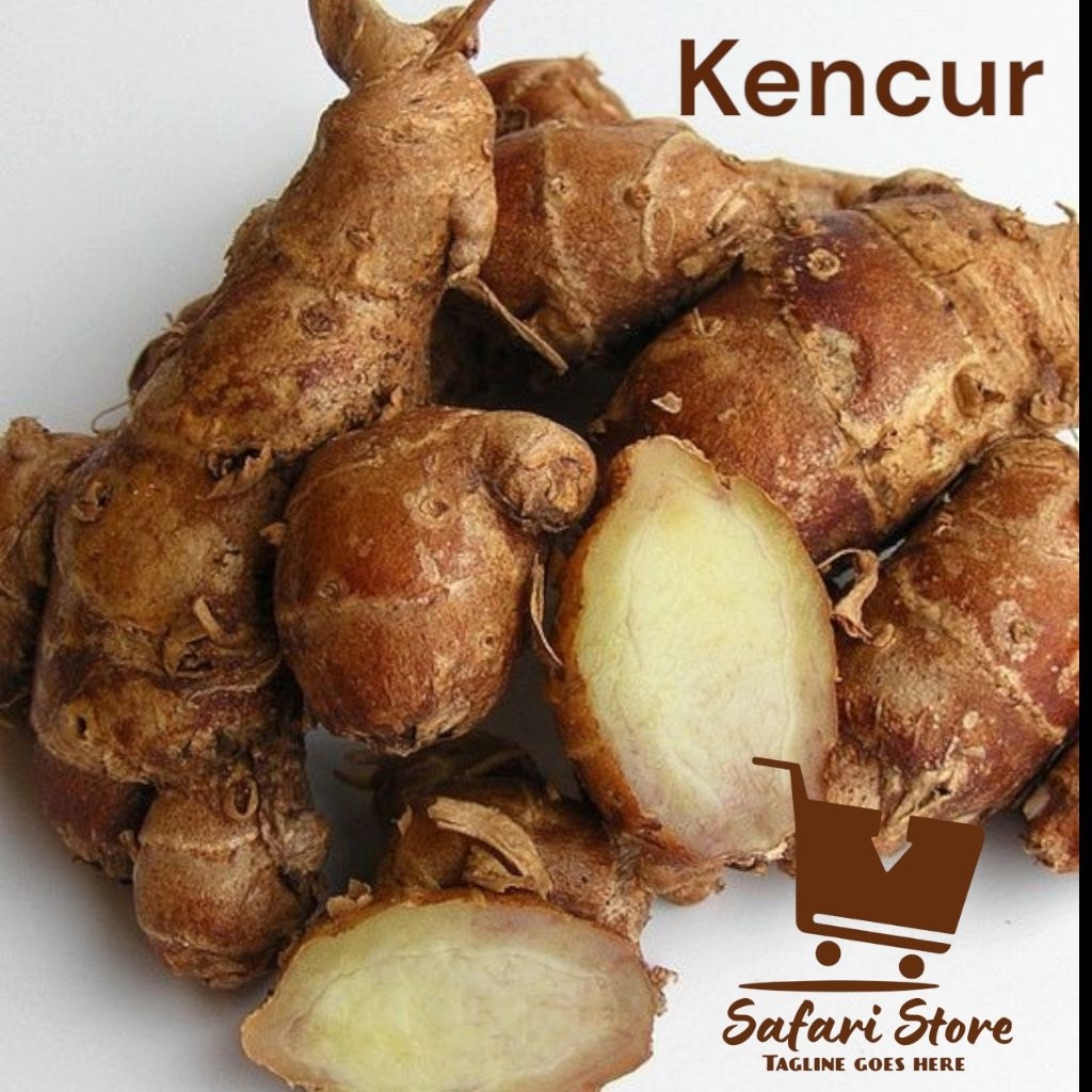 

Kencur Super Segar Fresh 1KG Kencur Bumbu Masakan