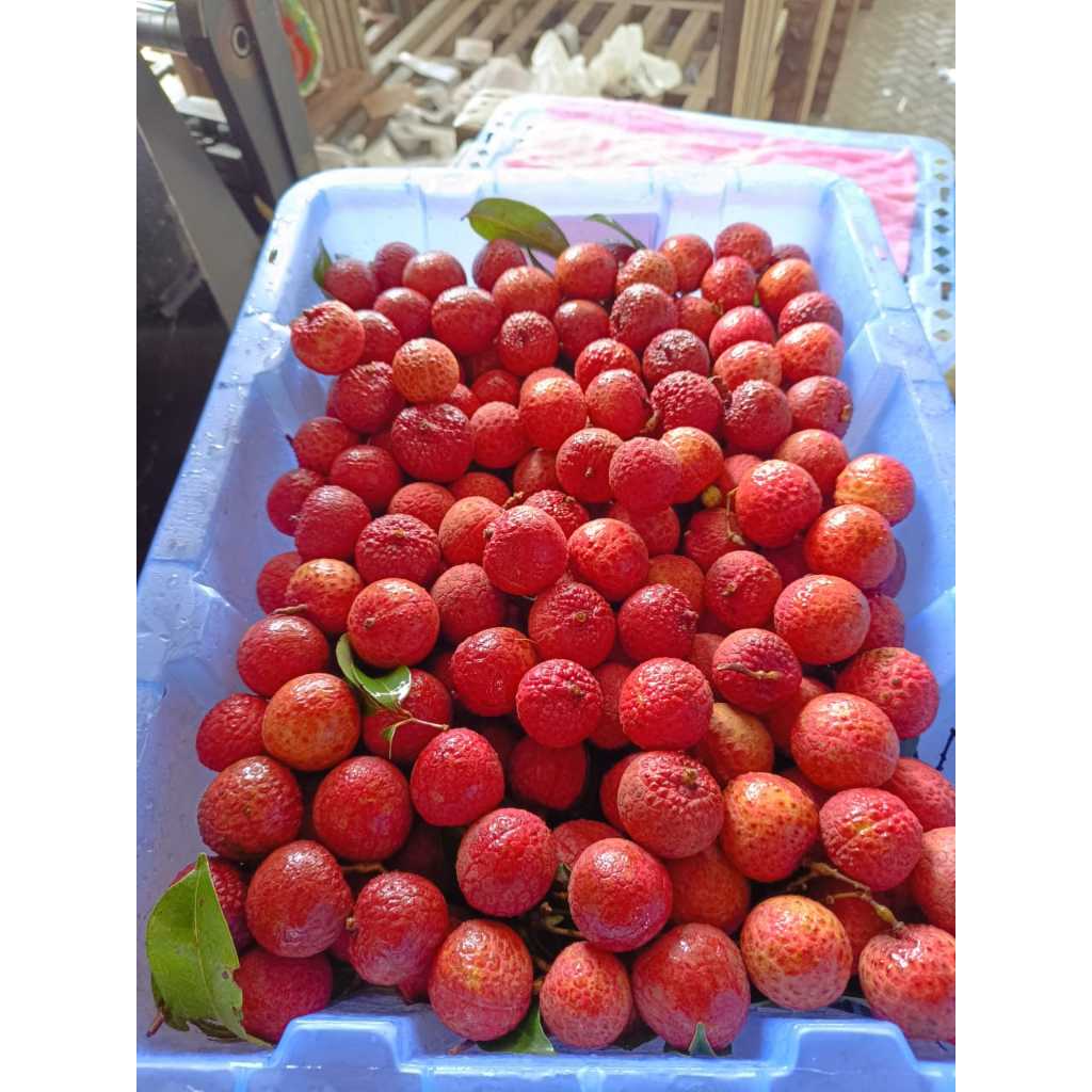 

Lychee Merah China (Pack)
