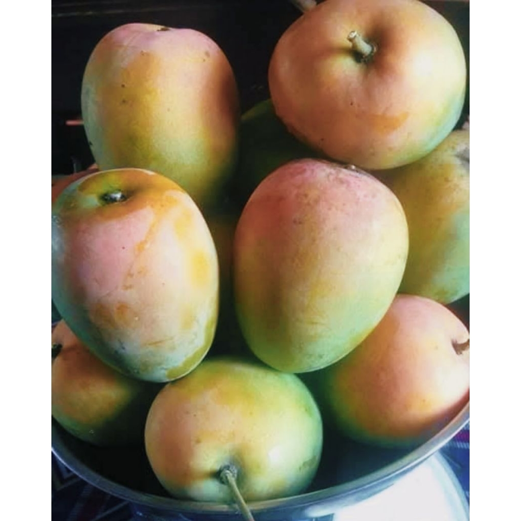 

MANGGA GEDONG GINCU ASLI INDRAMAYU