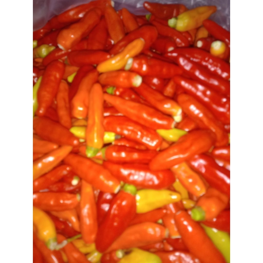 

Cabe ORI 212 fresh bersih tangkai