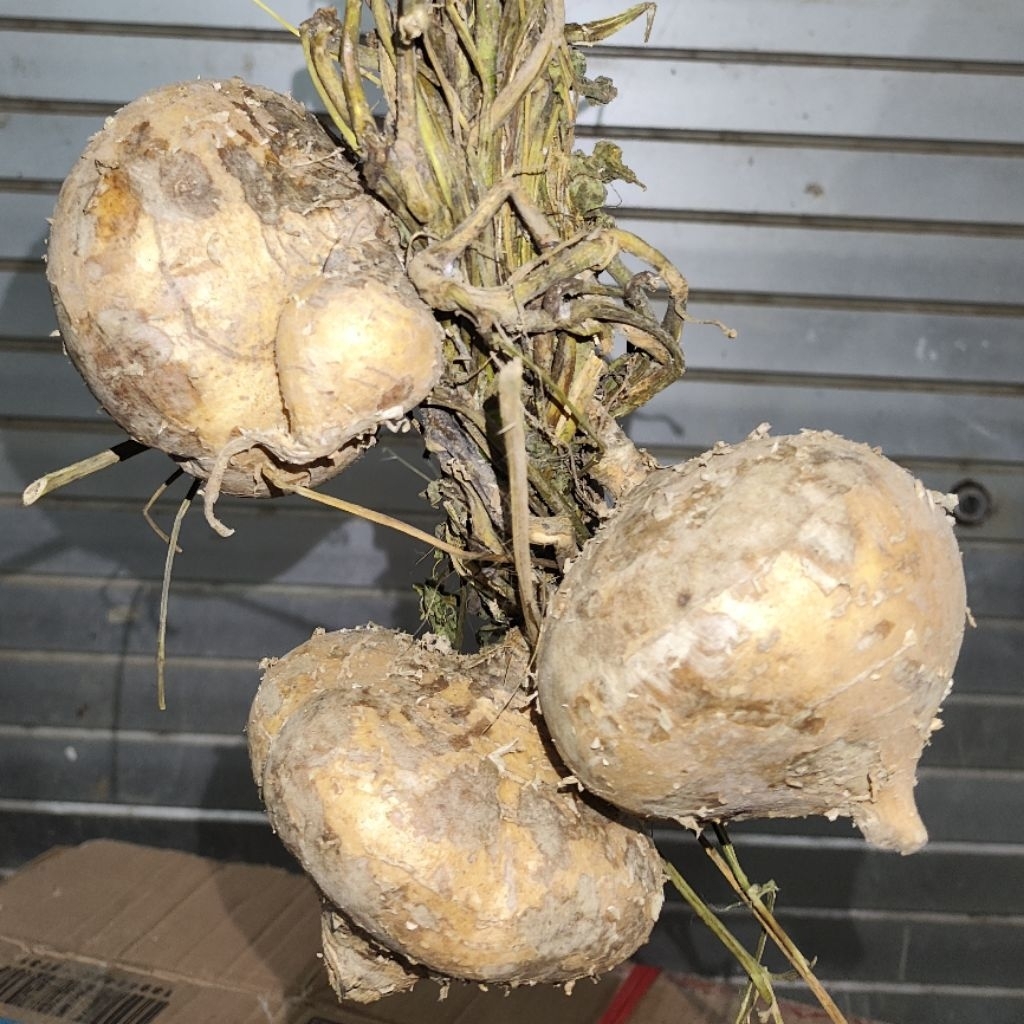 

Bengkuang / Pachyrhizus Erosus.