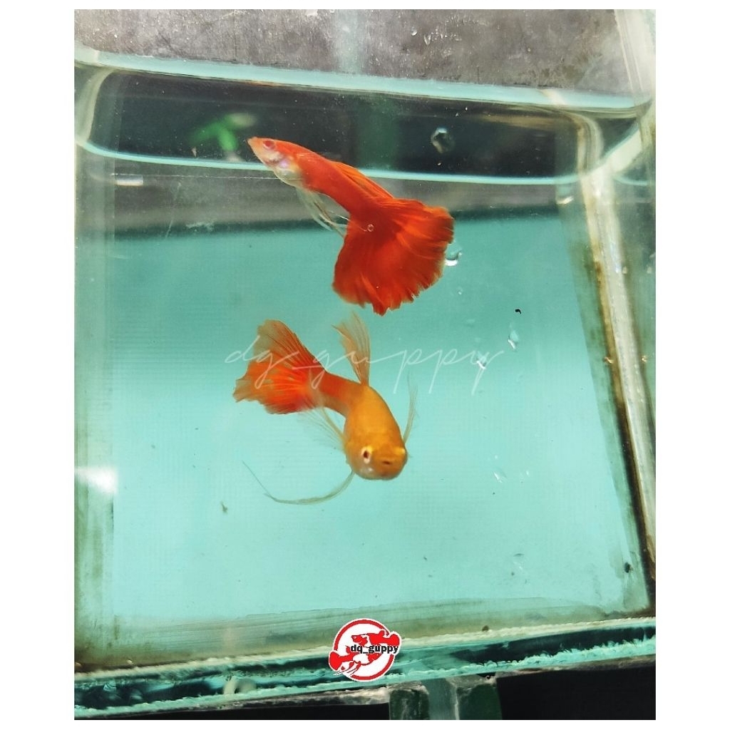 

hiasan aqaurium Albinoo Full Red (AFR) ribonn