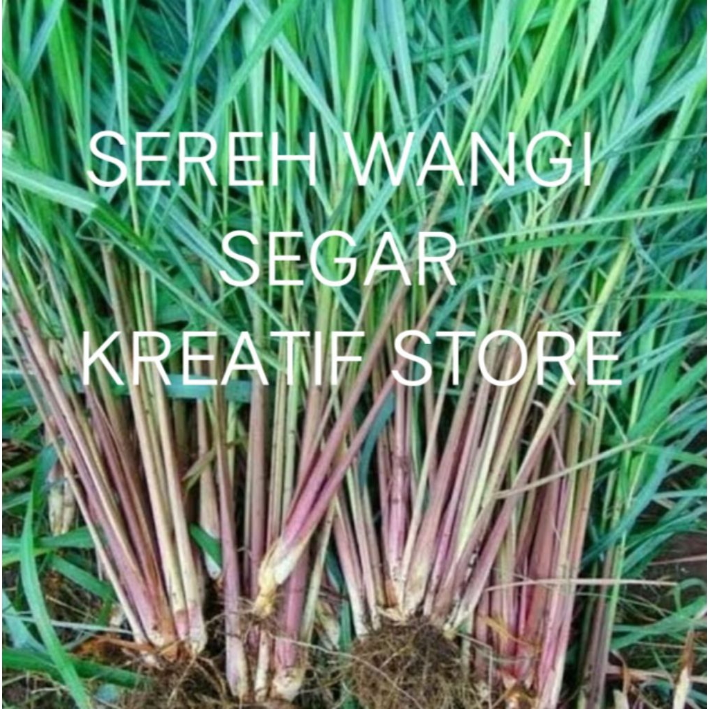 

Sereh Wangi Segar / Serai Merah Lanang Herbal Berkhasiat 150gram" Kreatif store