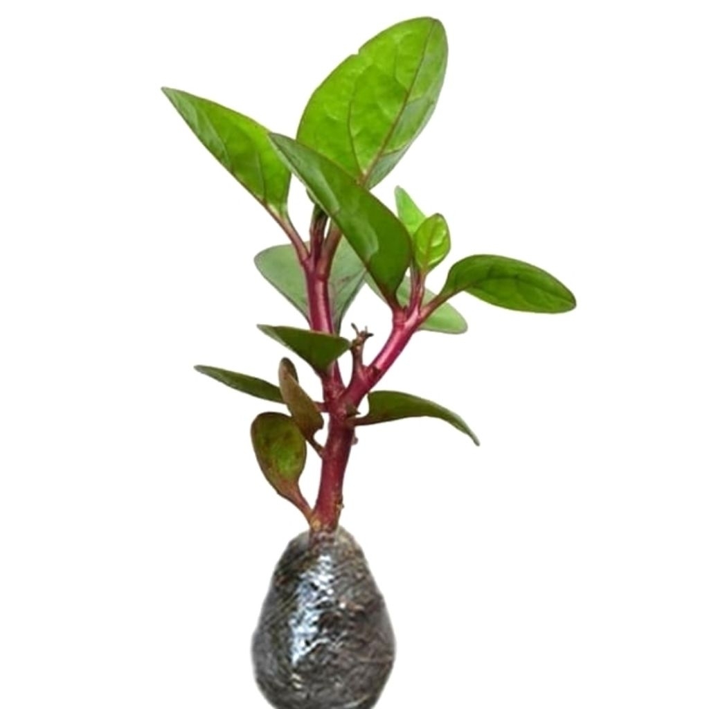 TANAMAN HERBAL DAUN BINAHONG MERAH/BIBIT DAUN BINAHONG MERAH