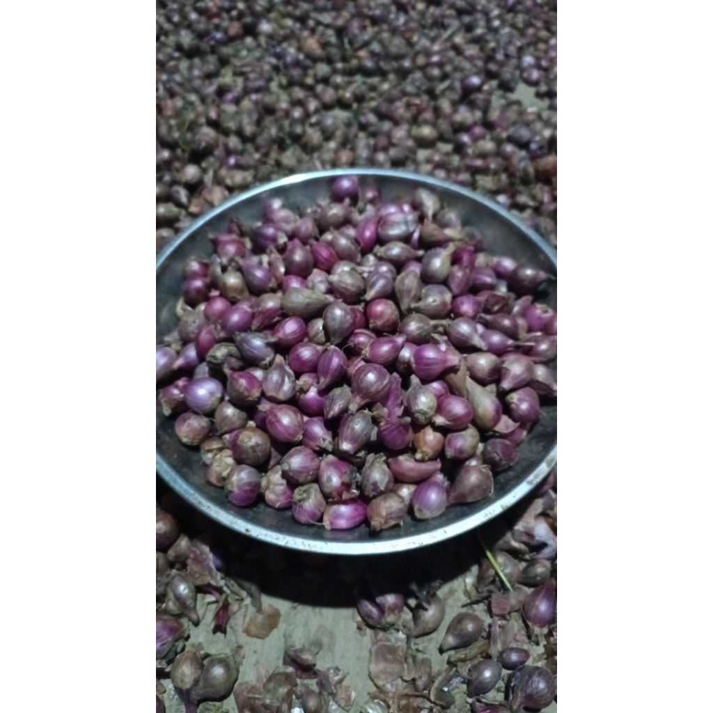 

Bawang Merah kecil/ayakan/ulekan