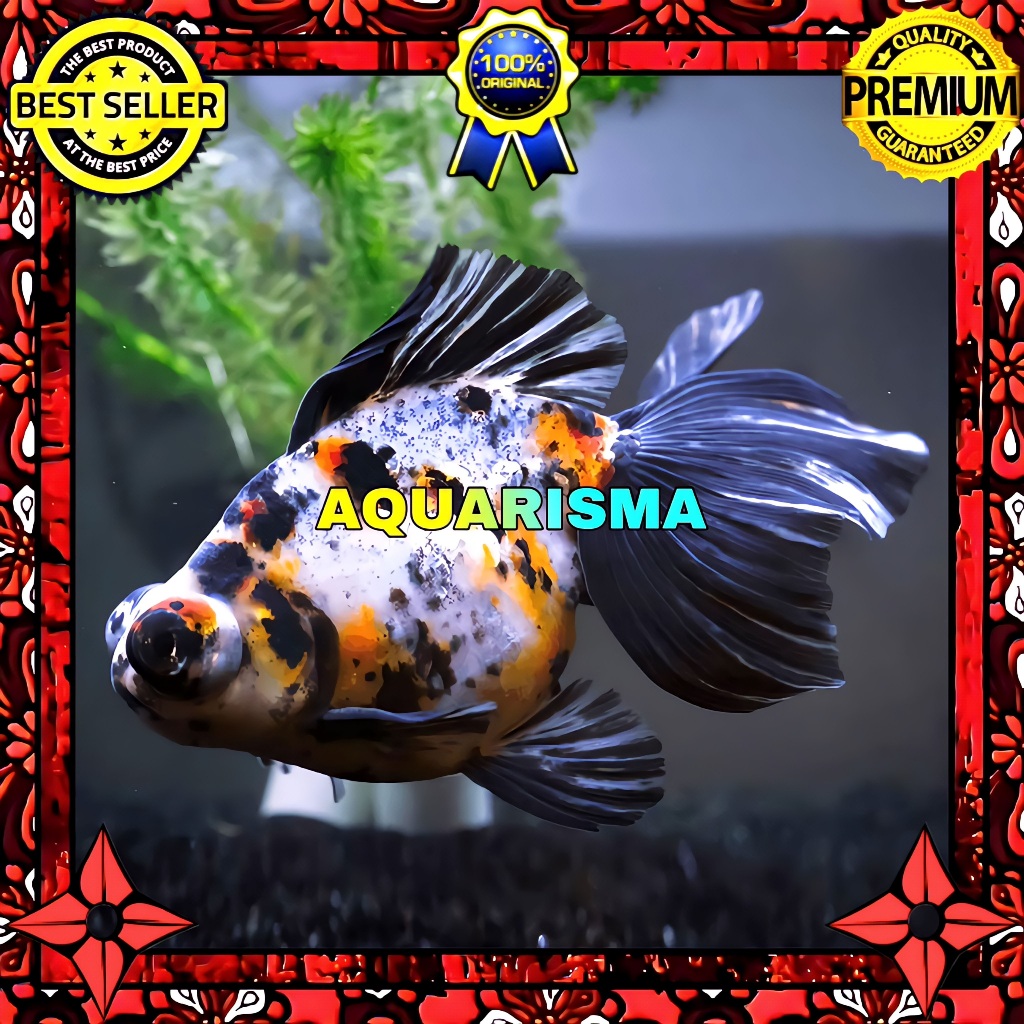 KEBUTUHAN AKUARIUM - KOKI DEMEKIN CALICO TELESCOPE EYES IMPORT 12-13 CM