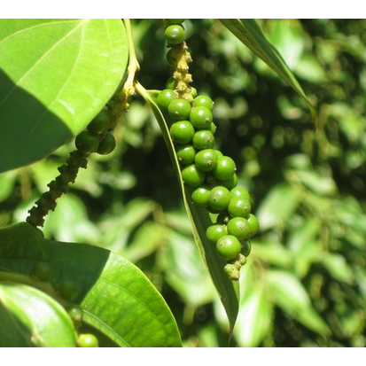 [COD] Bibit Merica Perdu / Bibit Lada Perdu