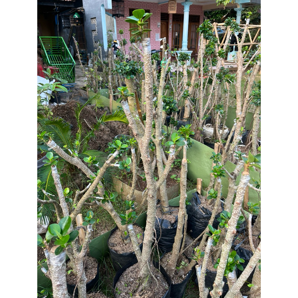 Bonsai Dolar Micro Taman besar