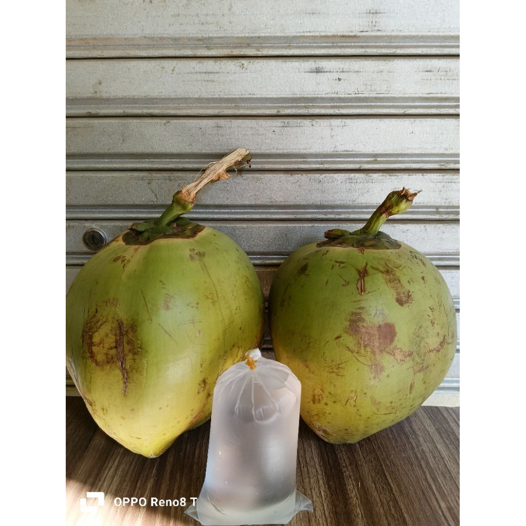 

kelapa muda perbutir super segar dan nikmat