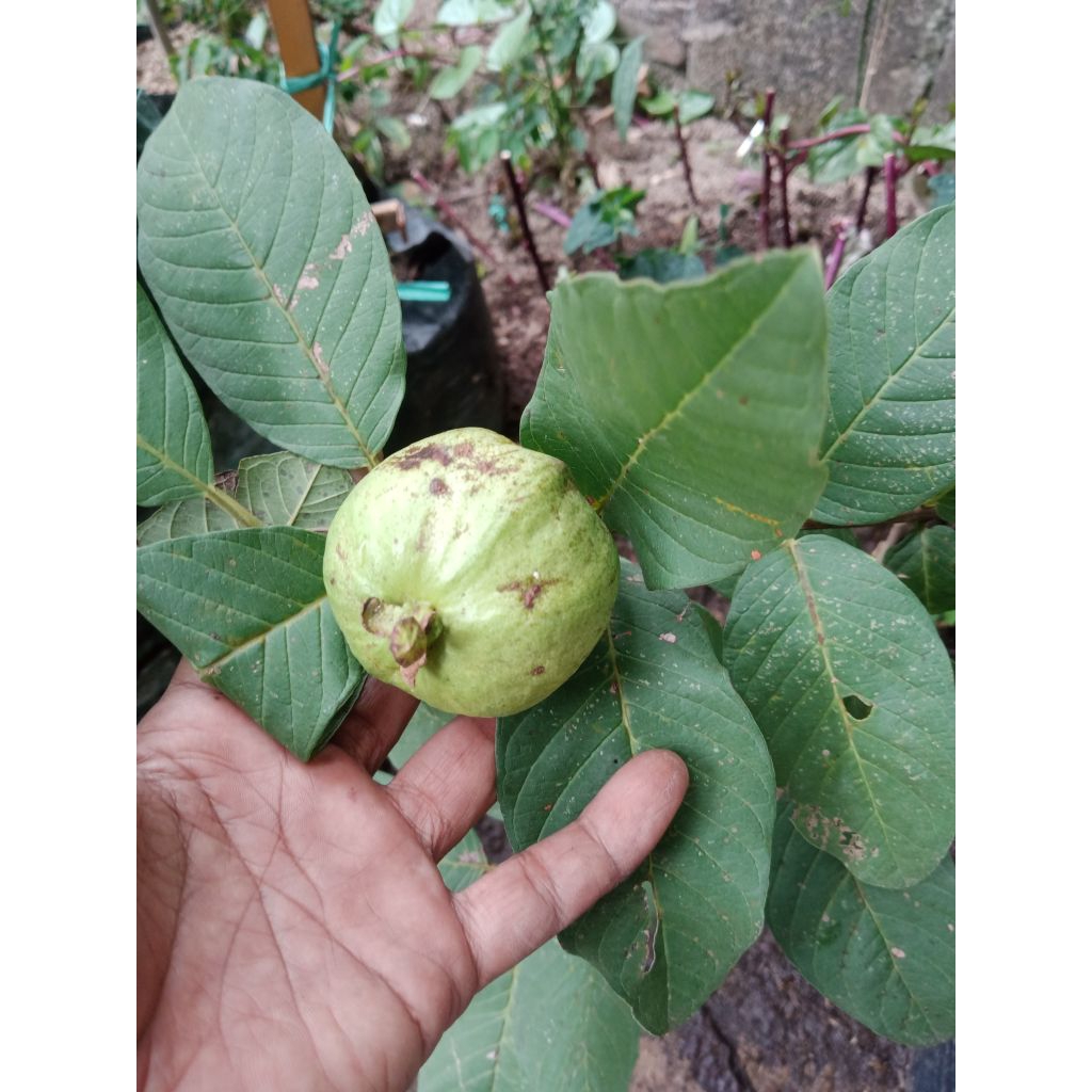

indukan jambu kristal berbuah