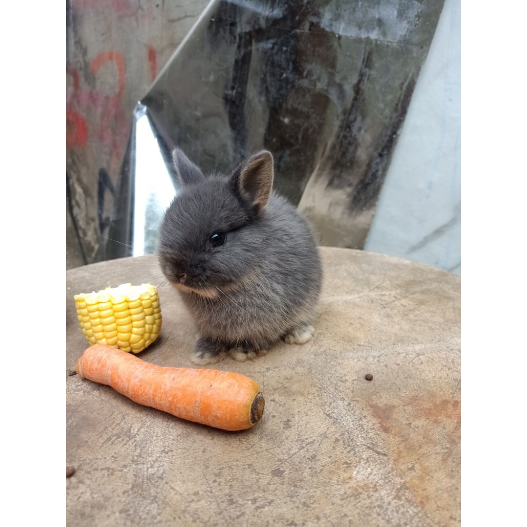 kelinci ND mini (netherland dwarf) pure