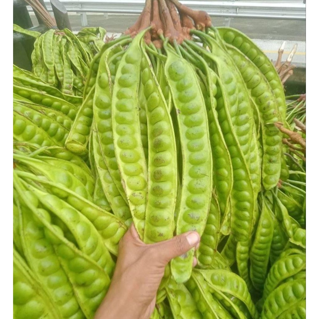 

COD 10 PETE TUA PENDEK GARANSI JIKA BERULAT