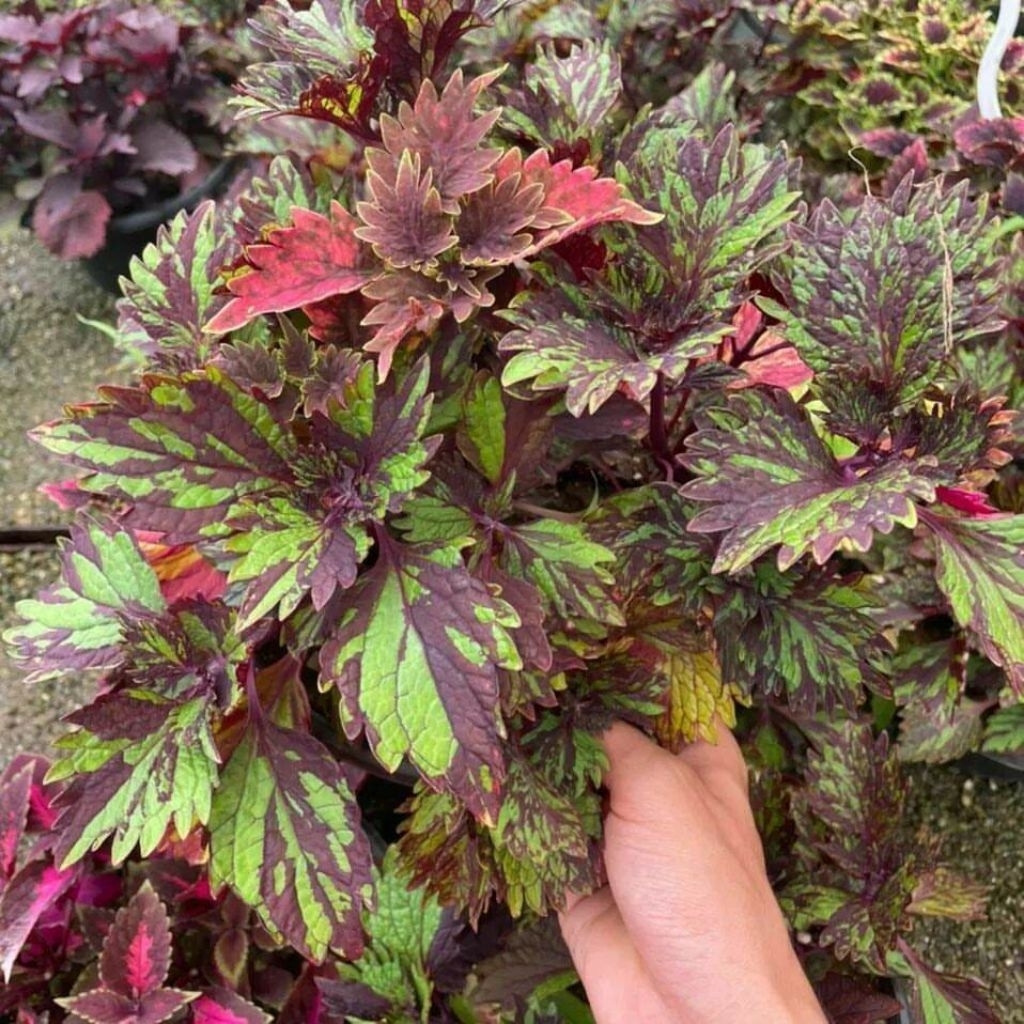 Tanaman Miana Serut Batik / dwarf coleus, flame nettle, dan painted leaves / Miana (Coleus scutellar