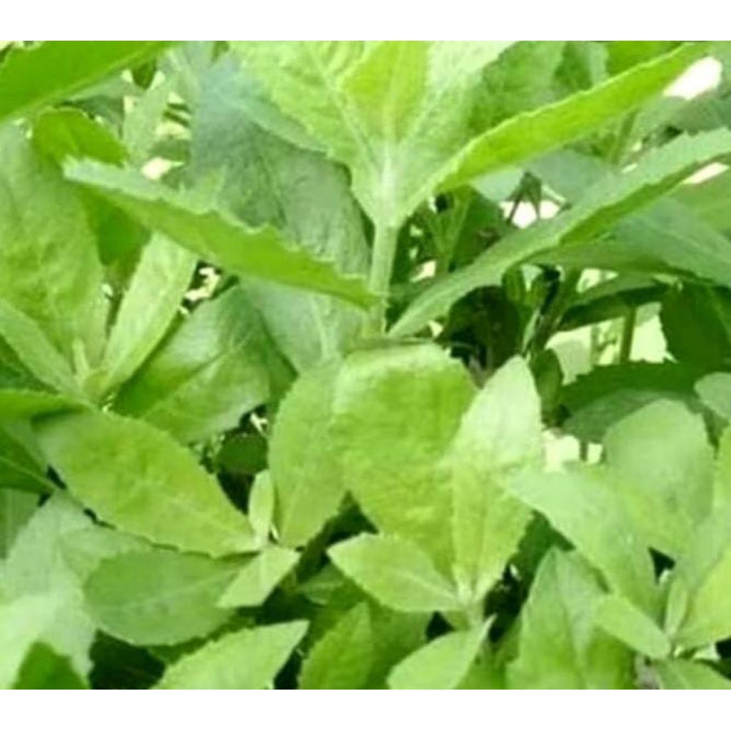 

DAUN BELUNTAS KERING ALAMI 200gr