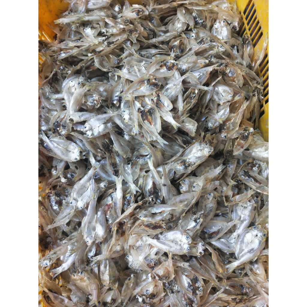 

ikan klapan/ kapasan belahan tawar/ kering/tipis