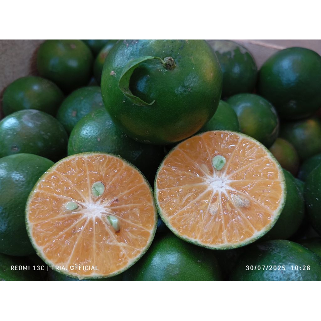 

(500gram) Jeruk Peras Jember kulit tipis air banyak