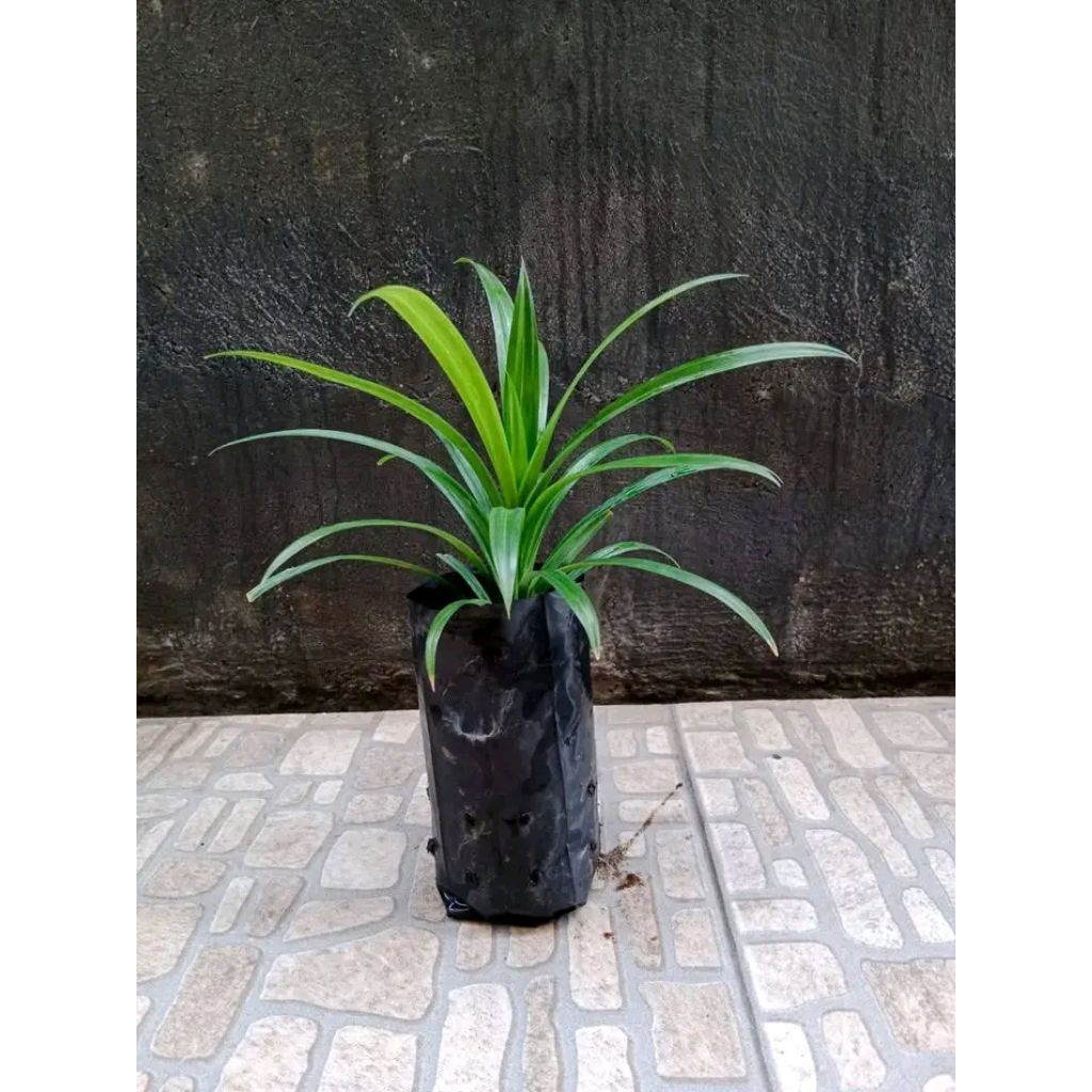 Bibit pandan wangi super jumbo siap tanam