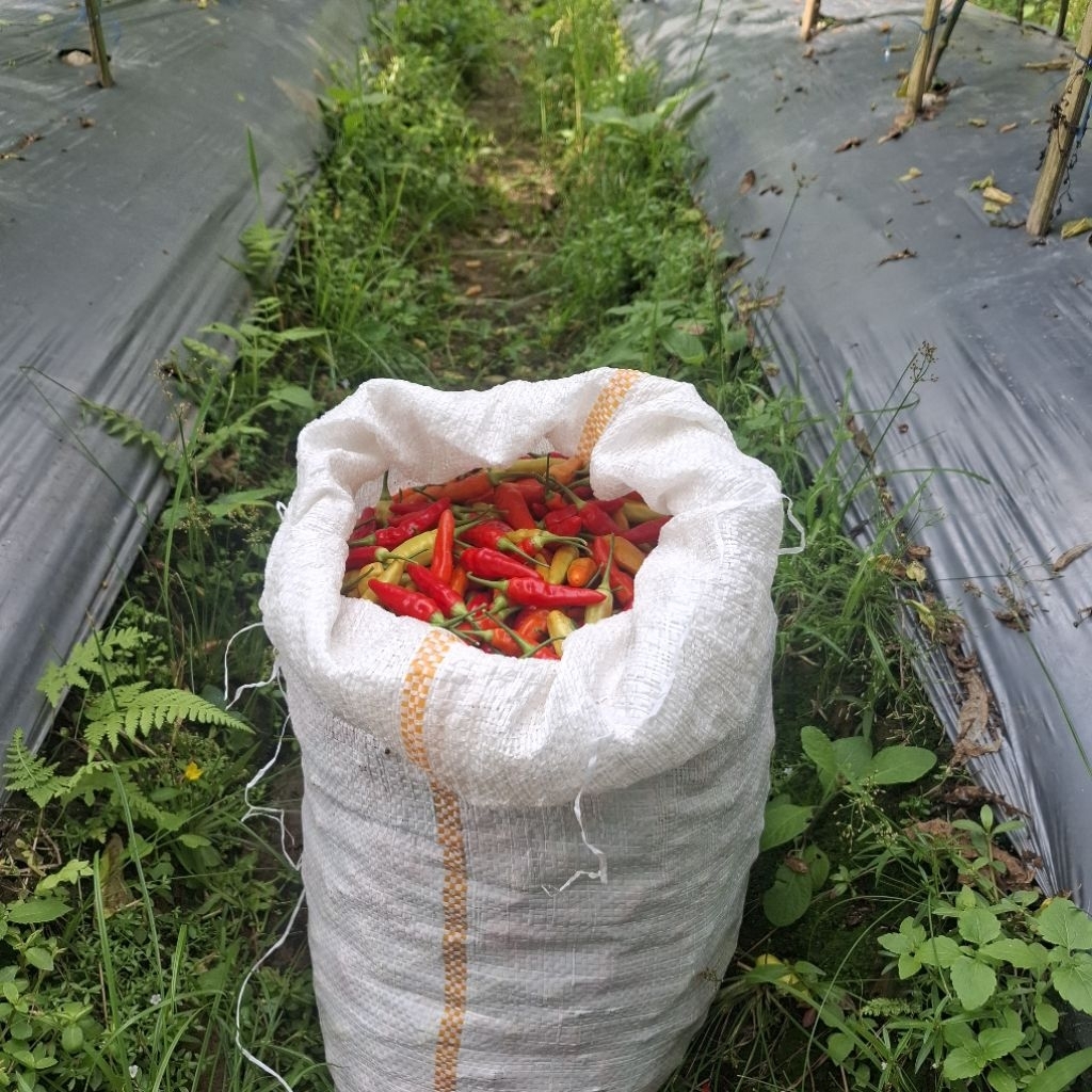 

Cabai Rawit Merah 500 gr