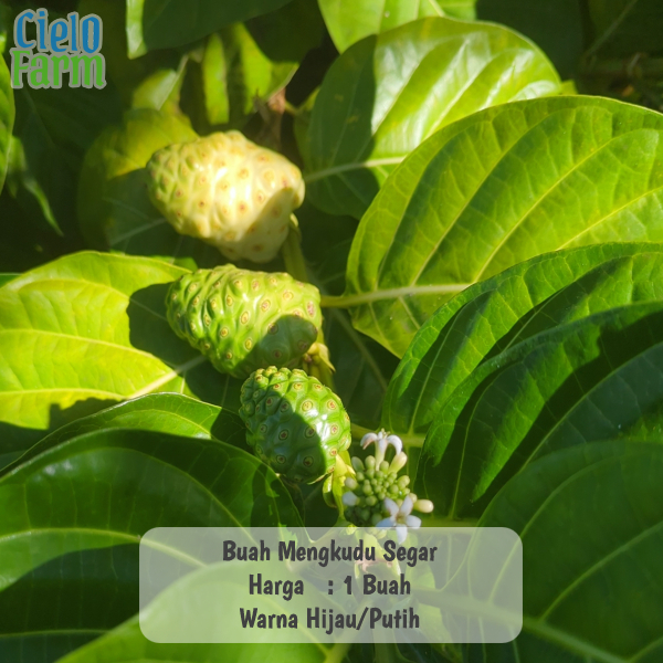 

Buah Mengkudu 1 Pcs Satuan Segar Warna Hijau Putih Cielo Farm
