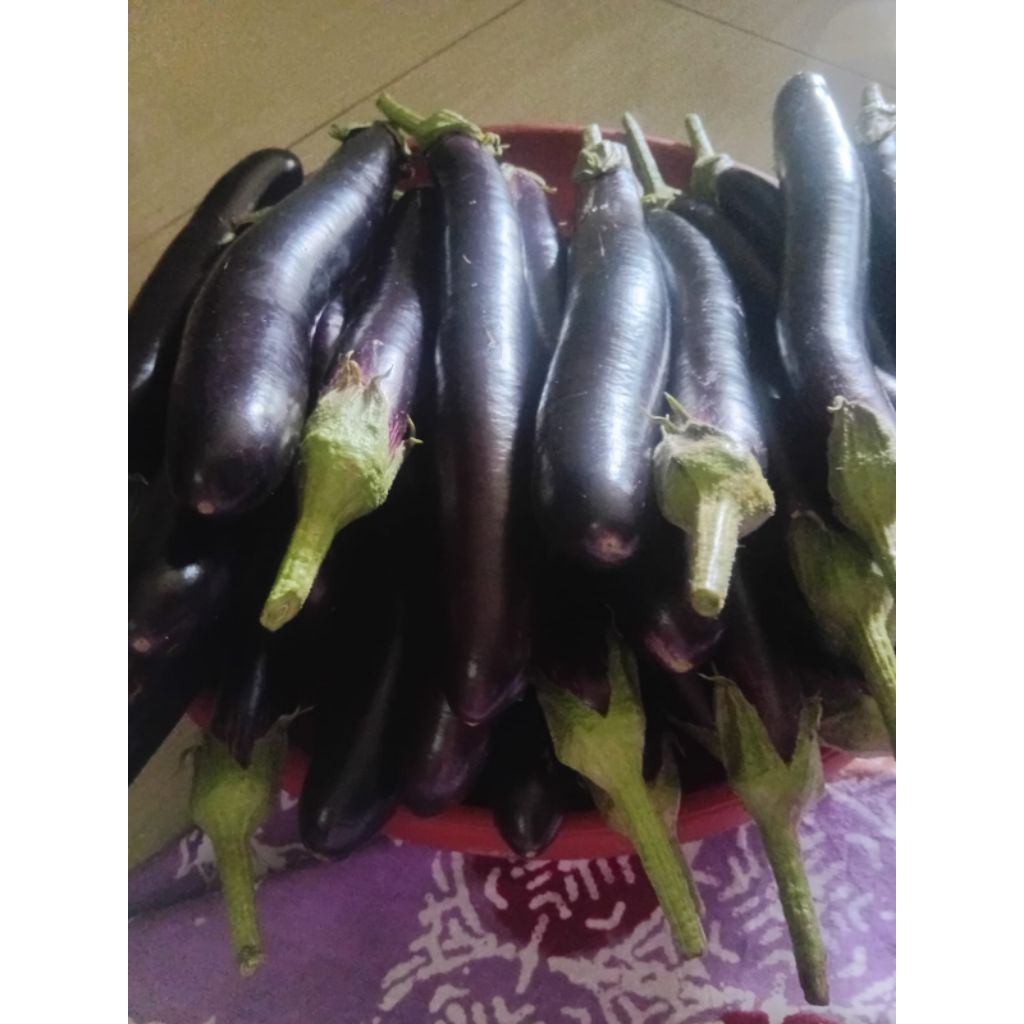 

terong ungu promo panen berat 500gr