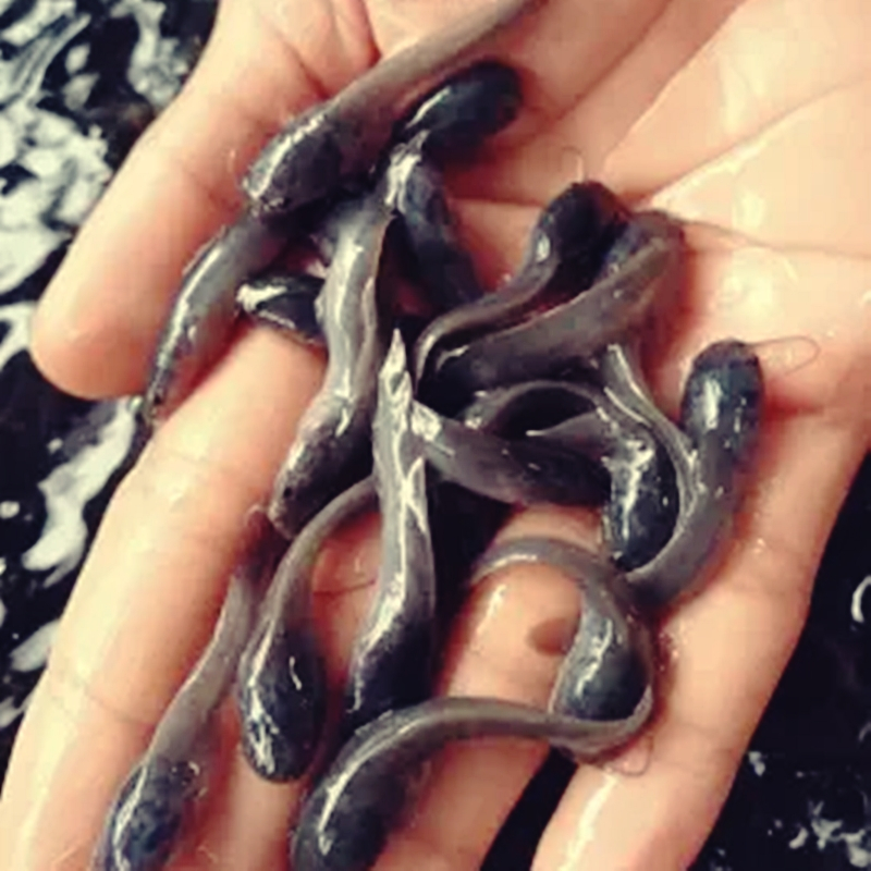 Bibit ikan lele 100ekor / Benih Ikan Lele / Pakan ikan Hidup Cirebon