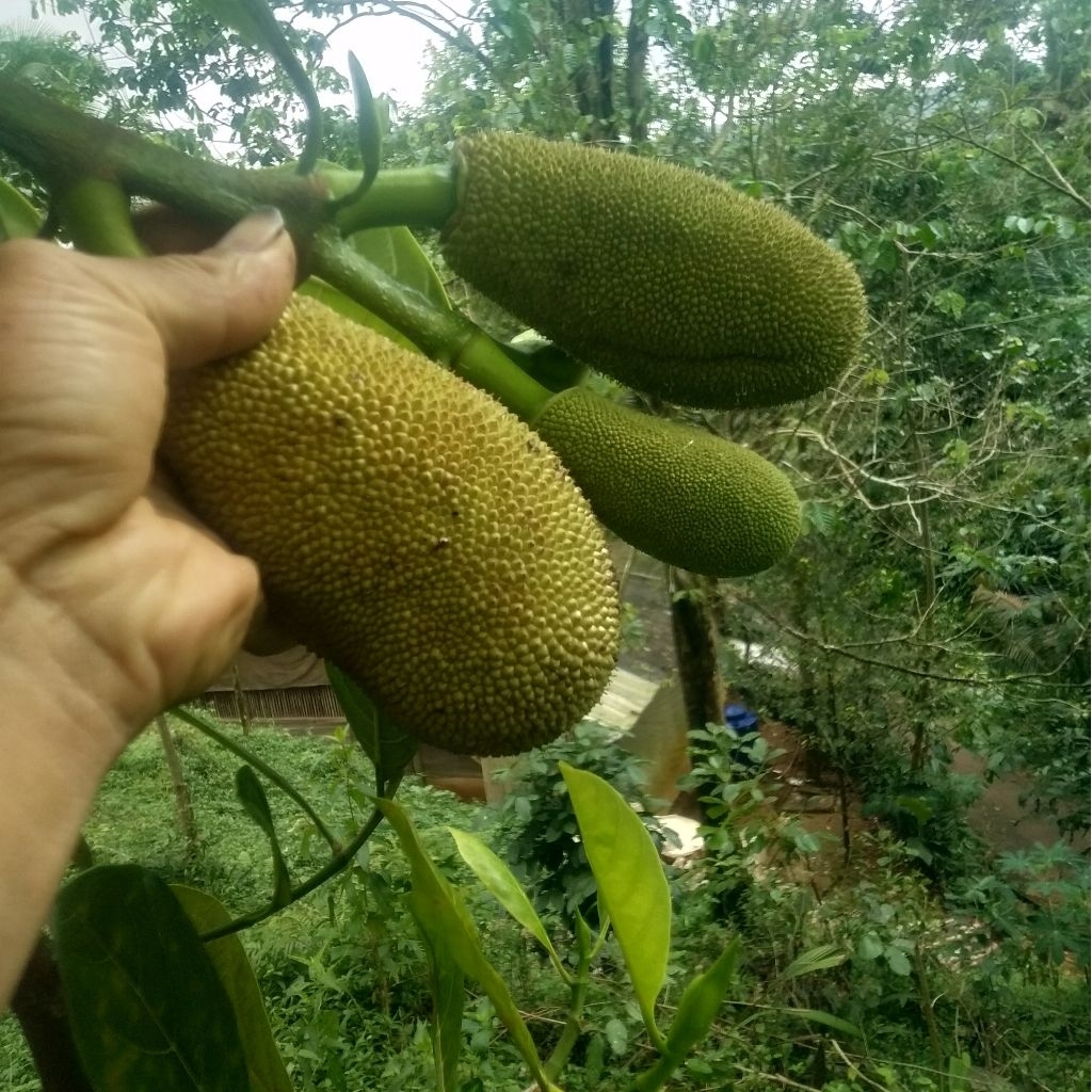 

Nangka muda tongtolang nangka segar 1kg