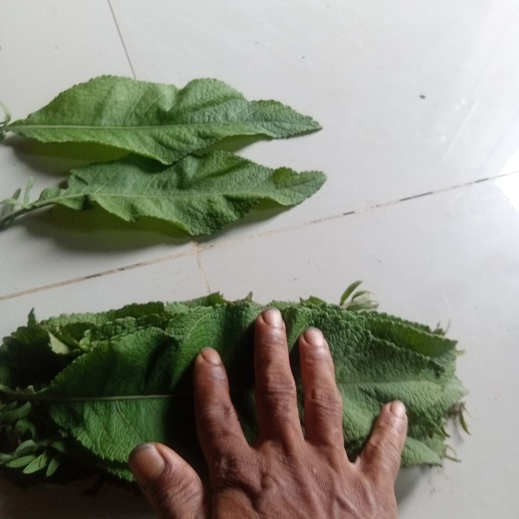 

daun sembung hijau, daun sembung herbal alami 20 lembar