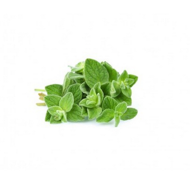 

Daun Oregano Per Ons | JBP_Fresh