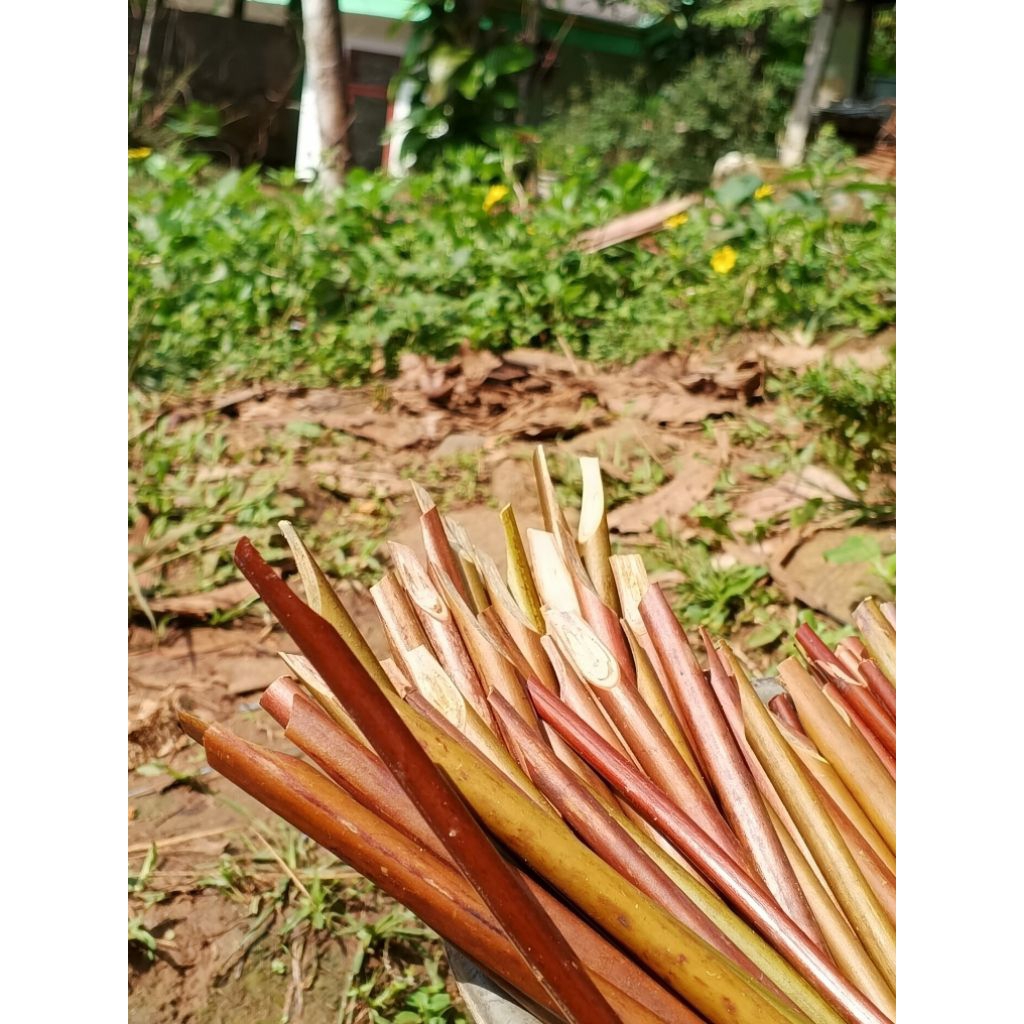 

HANDAM pena kaligrafi 30pcs