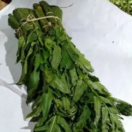 

Daun pakis 1ikat