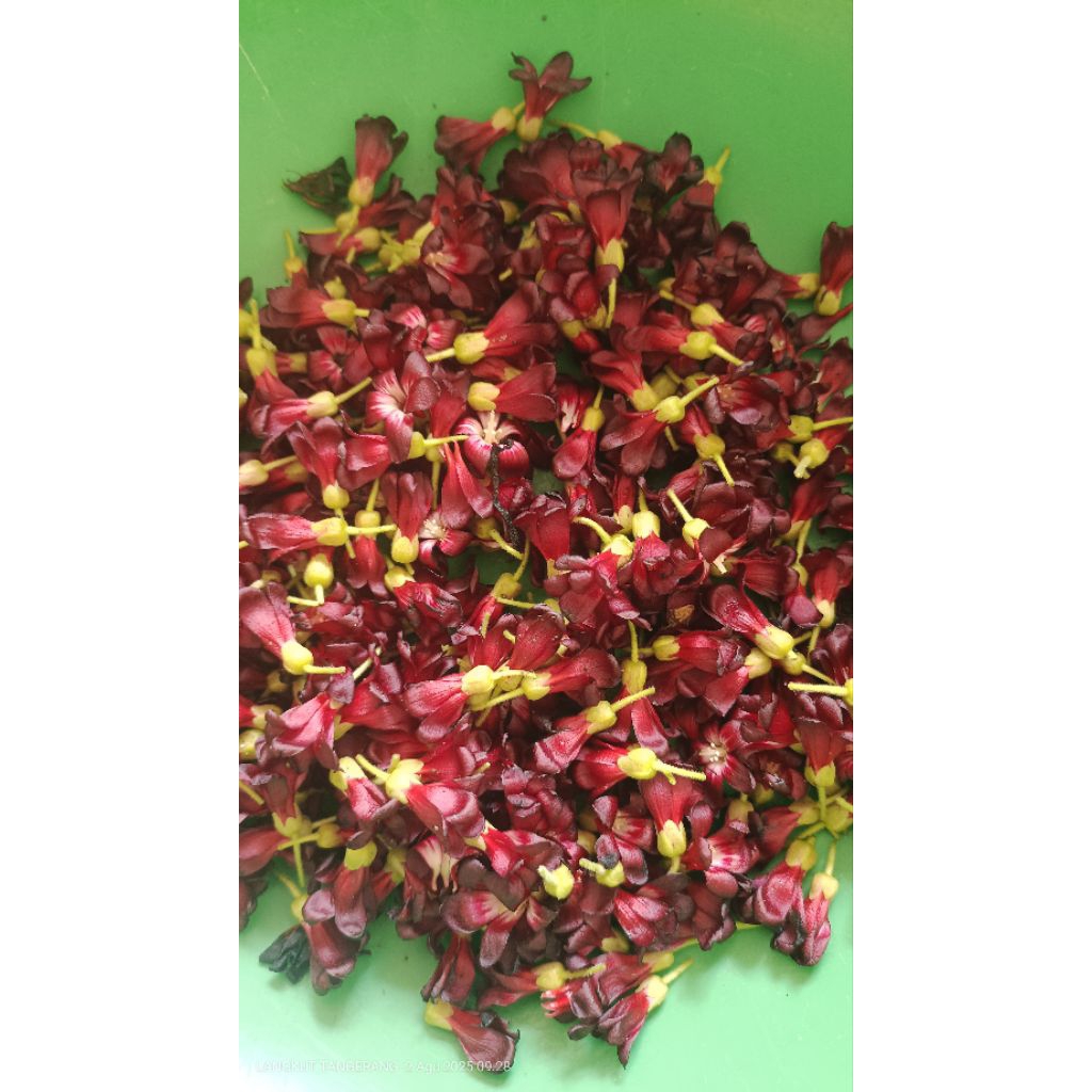 

bunga belimbing wuluh segar obat herbal serbaguna